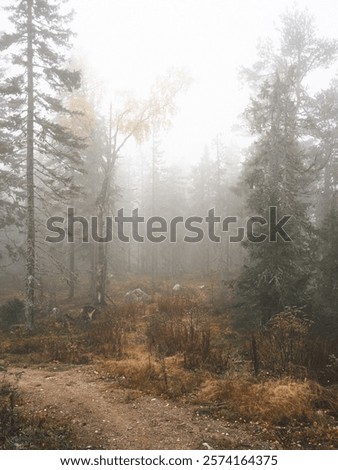 Similar – Image, Stock Photo Overgrown trees in misty woods under gray sky