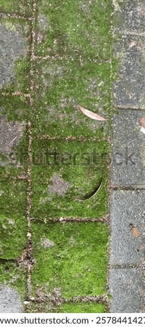 Similar – Image, Stock Photo beauty in green tones, spain