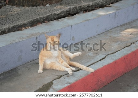 Similar – Image, Stock Photo Street cat sitting relaxed on a stone path