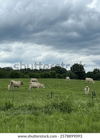 Similar – Foto Bild Ländliches Feld unter bewölktem Himmel mit Sonnenstrahlen