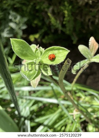 Image, Stock Photo A ladybird sits on a garden gate.  Autumn leaves in the background