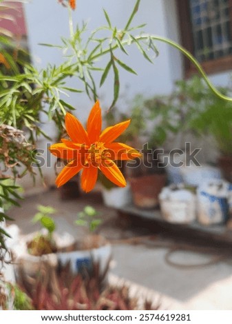 Similar – Image, Stock Photo Orange Lily stamens close up with selective focus