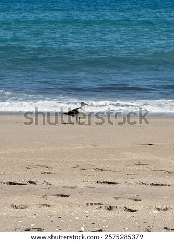 Similar – Image, Stock Photo Sandy beach near turquoise sea