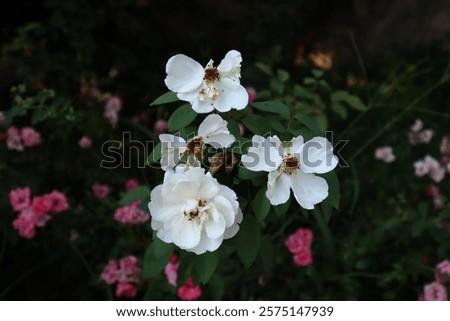 Similar – Foto Bild Weiße Rosen Durchgang Wand