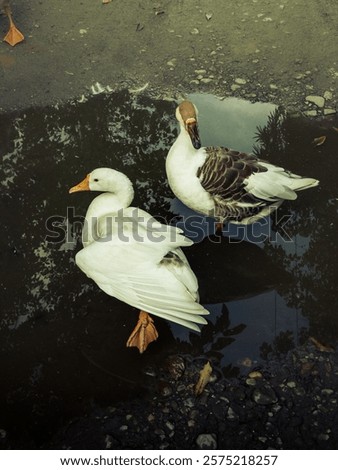 Foto Bild Zwei Gänse spielen Verstecken. Eine sucht, die andere guckt, ob jemand guckt.