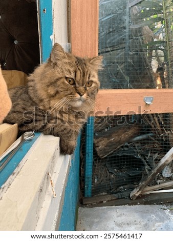 Similar – Foto Bild Katze guckt durch halb geschlossene Jalousie nach draußen