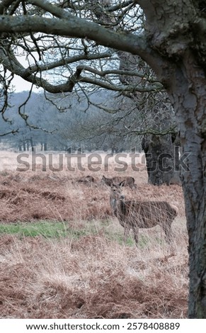 Similar – Image, Stock Photo Wild deer grazing in forest