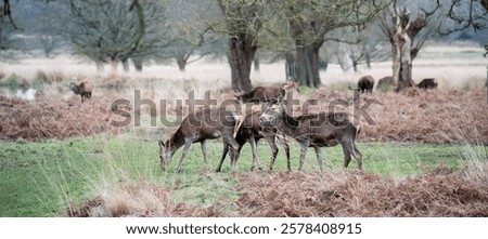 Similar – Image, Stock Photo Wild deer grazing in forest