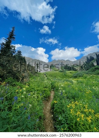 Similar – Image, Stock Photo Alpine meadow with yellow flowers in mountains