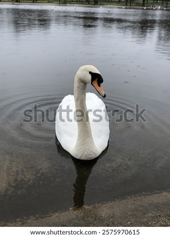 Similar – Image, Stock Photo Graceful swan swimming on lake