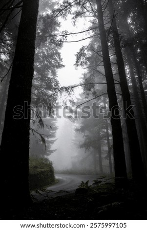 Similar – Image, Stock Photo The fog goes through forest