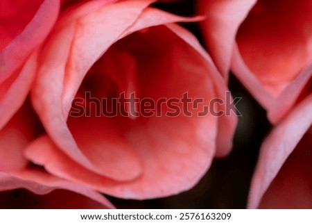 Similar – Foto Bild Nahaufnahme von bergenia crassifolia blühend im Frühling Garten