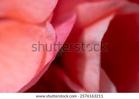 Similar – Foto Bild Nahaufnahme von bergenia crassifolia blühend im Frühling Garten