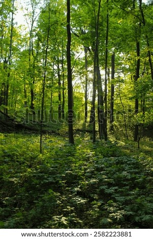 Similar – Image, Stock Photo Vibrant summertime landscapes in wisconsin