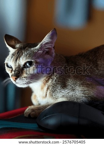 Similar – Image, Stock Photo four legged animal Animal