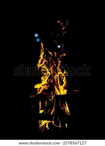 Similar – Image, Stock Photo contrast | small fire butterfly enjoying the sun on a white umbel flower