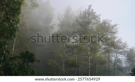 Similar – Image, Stock Photo Some sunlight falls into an archway and illuminates the headscarf and robe of a statue of the Holy Mary Mother of God in front of a pale blue sky and shadowy branches in the background