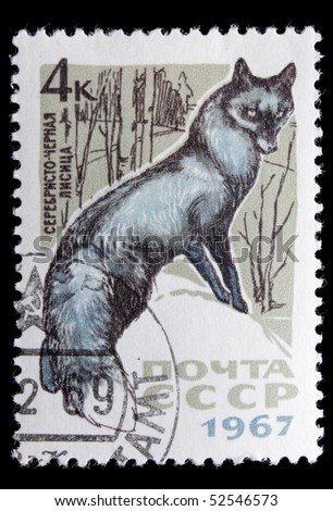 USSR - CIRCA 1967: A post stamp printed in USSR and shows silver-black  russian fox,series.  Circa 1967.