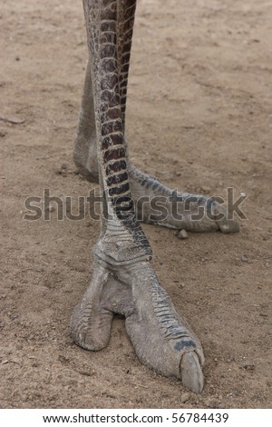 Ostrich Foot Stock Photo 56784439 : Shutterstock