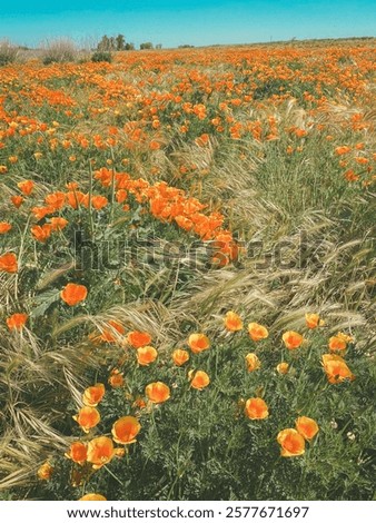 Similar – Image, Stock Photo Glowing poppies in the evening light.