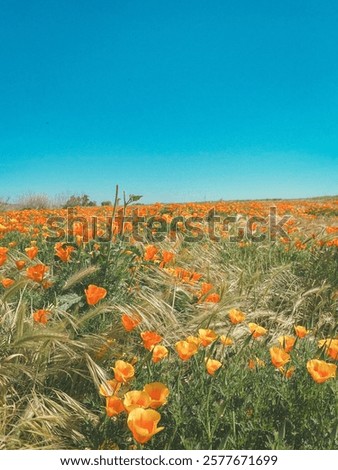 Similar – Image, Stock Photo Glowing poppies in the evening light.