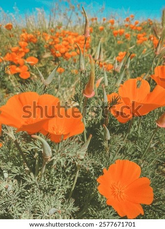 Similar – Image, Stock Photo Glowing poppies in the evening light.