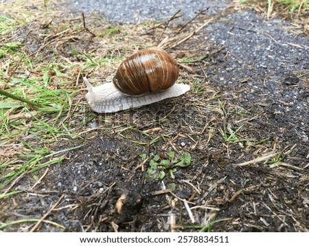 Similar – Image, Stock Photo small path that goes into the forest of tarragona