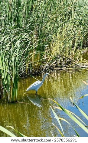 Similar – Image, Stock Photo Black crowned heron on wet ground