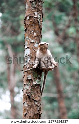 Similar – Image, Stock Photo Hand grips branch with thorns