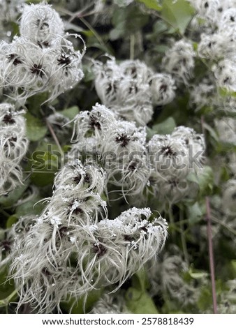 Similar – Image, Stock Photo a branch of Clematis montana hangs in front of a wooden wall