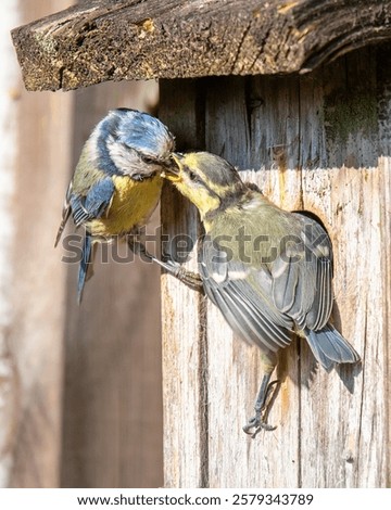 Similar – Image, Stock Photo Blue tit offspring in the tree