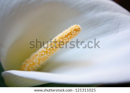white Calla lilies isolated on a black background
