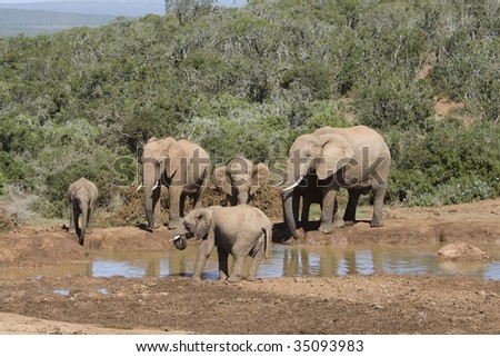 Family of elephants at a waterhole in the South African bushveld