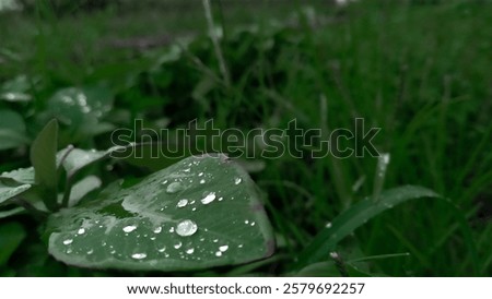 Similar – Image, Stock Photo Shamrock after the summer rain