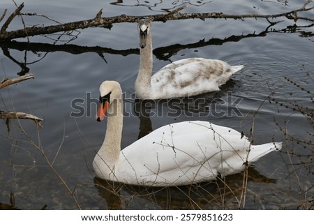 Similar – Foto Bild Zwei weiß gefiederter erwachsene Schwäne auf einem See (Cygnus olor), Paar