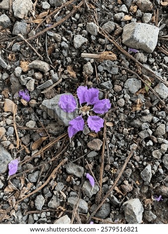 Similar – Foto Bild Noch immer Blumen. Jetzt aber diagonal. Lila und nur zwei.