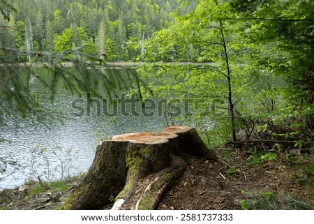 Similar – Image, Stock Photo Tree stump from felled tree in front of chimney with smoke from fossil fuel power plant