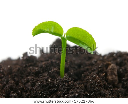 young plant on the white backgrounds