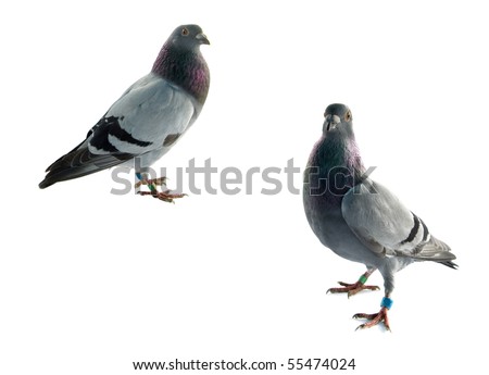 two grey pigeons isolated on white background