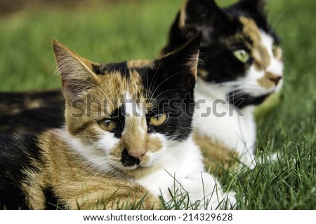close up calico kitten looking into camera with mother calico slightly out of focus in background on green grass