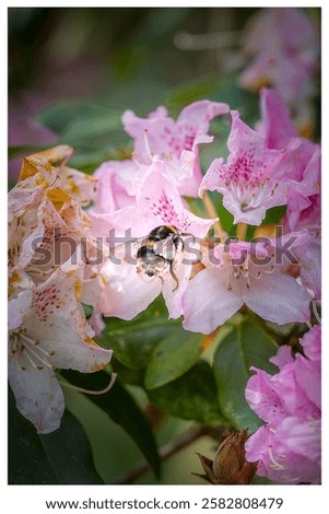 Similar – Image, Stock Photo A bumblebee sits on a yellow flower