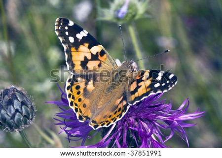European Painted Lady, Vanessa Cardui, female, feeding on corn-flower, British Butterfly