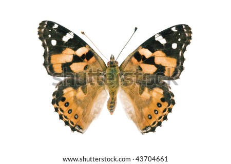 Painted Lady, Vanessa Kershawi, female, australian butterfly, isolated on white
