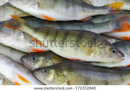 Stack of perch fishes