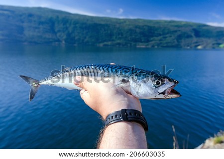 Mackerel fish in angler hand