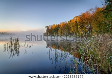 Foto Bild Herbstlaub im See Blätter