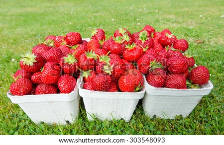 Fresh picked strawberries in cartoon packages