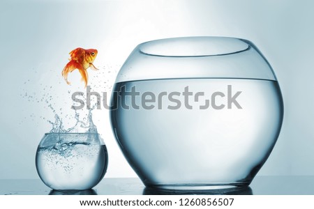 Similar – Foto Bild Fischglas mit Wasserspritzaufschlag