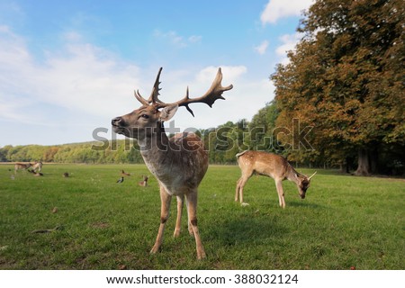 Similar – Image, Stock Photo fawn vienna wildlife