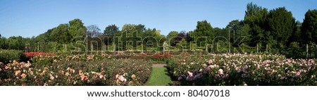 Rose Garden Panorama of the Regent Park in the summer, London, England